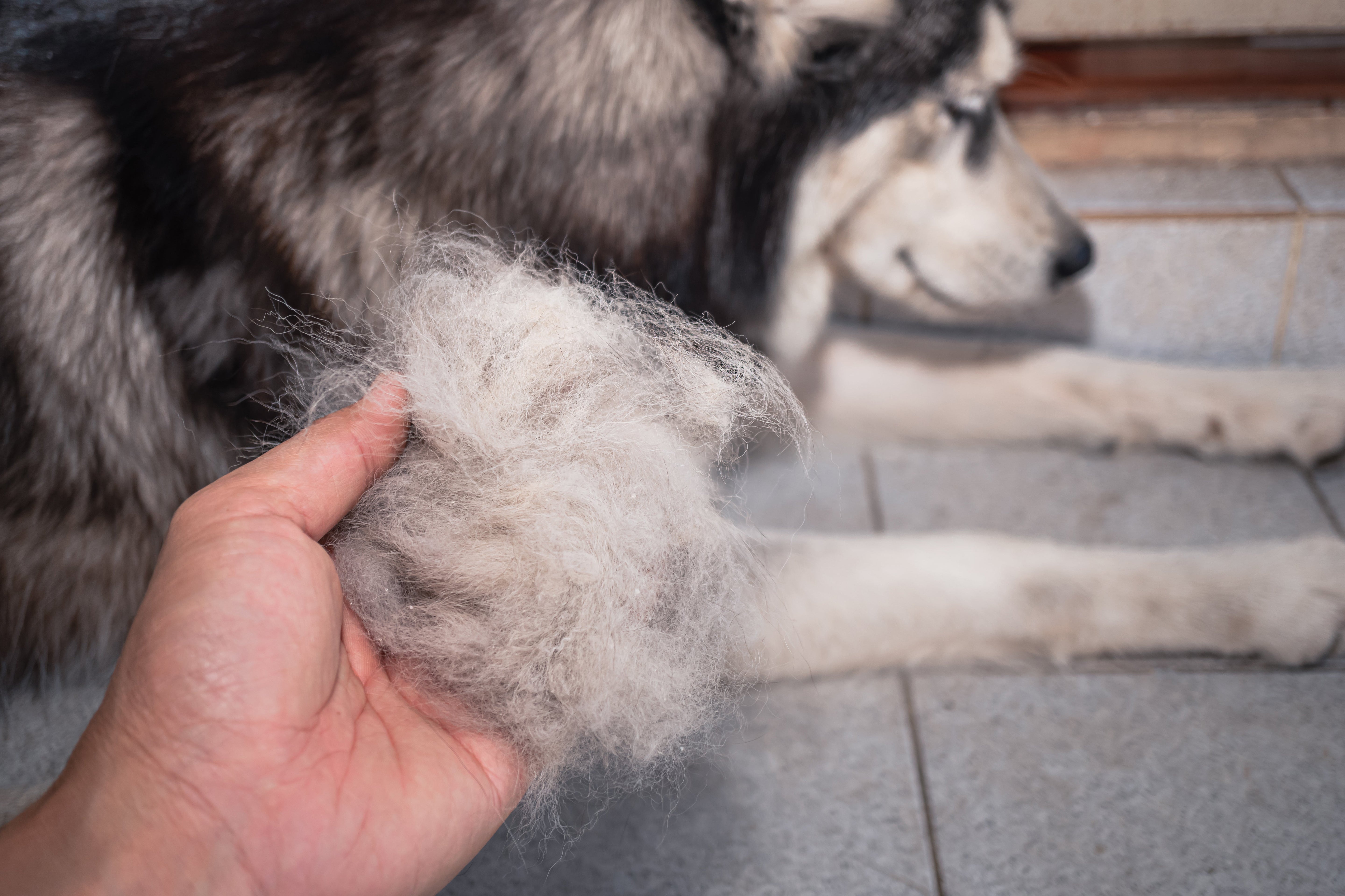 Why Is My Dog Shedding So Much? Causes and Solutions for Excessive Shedding