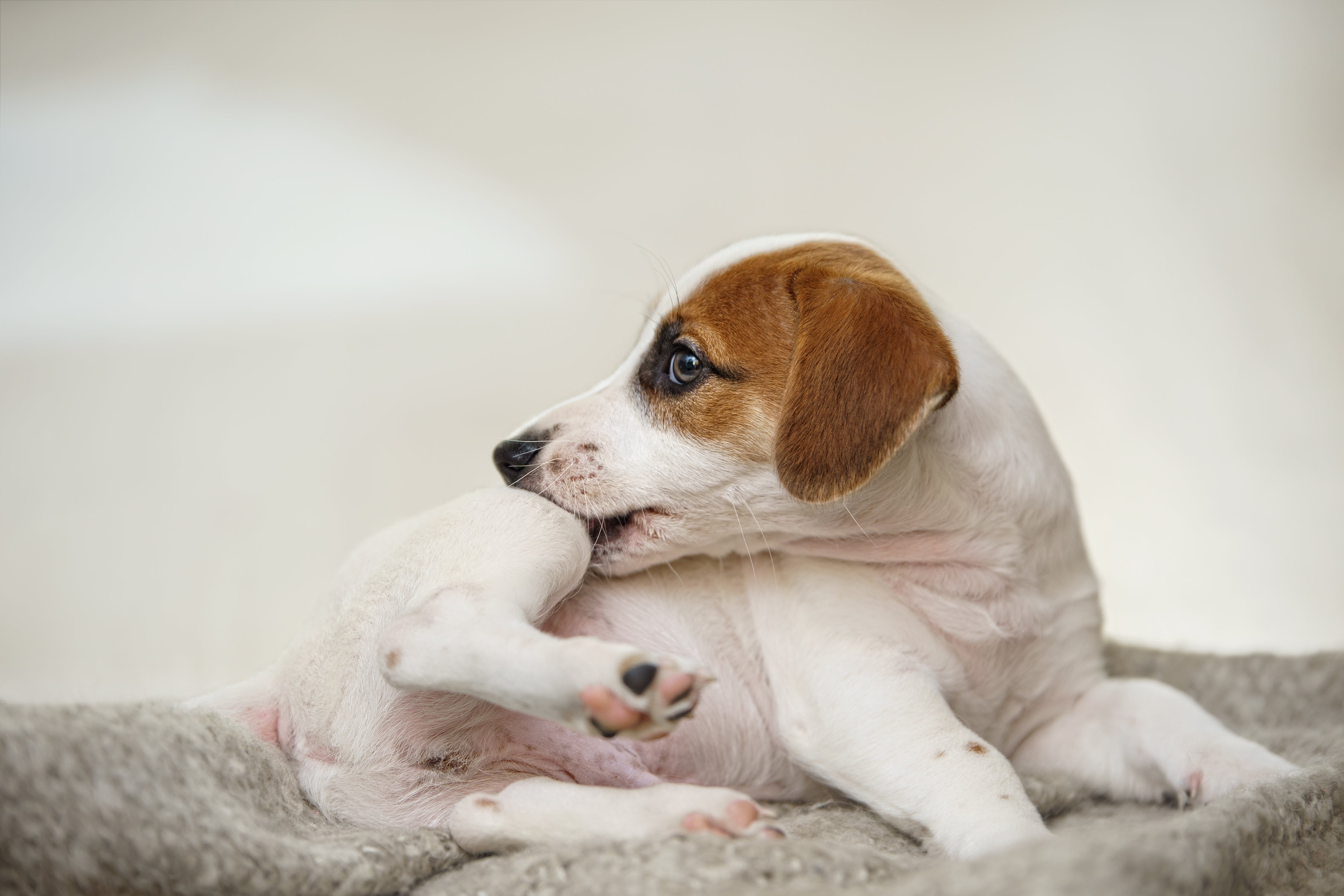 Why Is My Dog Always Itchy? Causes of Dog Skin Irritation and How to Soothe It Naturally
